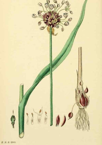 Reproducción/Reproduction 48754068362: English botany, or, Coloured figures of British plants /. London :R. Hardwicke,1863-1886.. 
