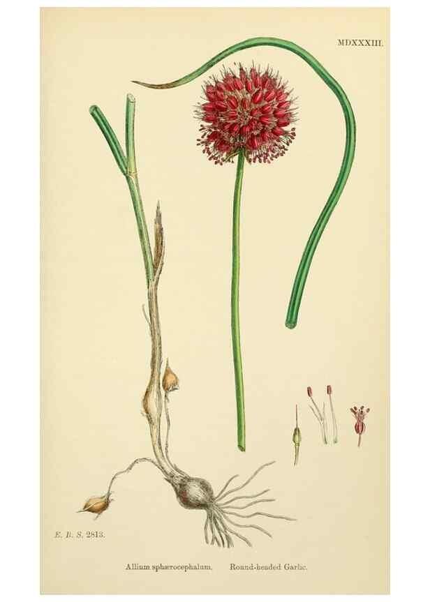 Reproducción/Reproduction 48753553698: English botany, or, Coloured figures of British plants /. London :R. Hardwicke,1863-1886.. 
