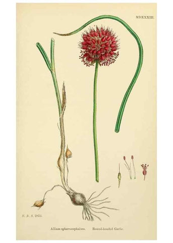 Reproducción/Reproduction 48753553698: English botany, or, Coloured figures of British plants /. London :R. Hardwicke,1863-1886.. 