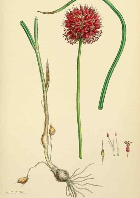 Reproducción/Reproduction 48753553698: English botany, or, Coloured figures of British plants /. London :R. Hardwicke,1863-1886.. 
