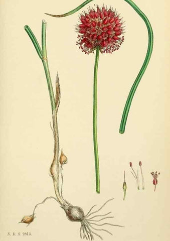 Reproducción/Reproduction 48753553698: English botany, or, Coloured figures of British plants /. London :R. Hardwicke,1863-1886.. 