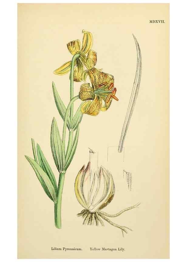 Reproducción/Reproduction 48754064932: English botany, or, Coloured figures of British plants /. London :R. Hardwicke,1863-1886.. 