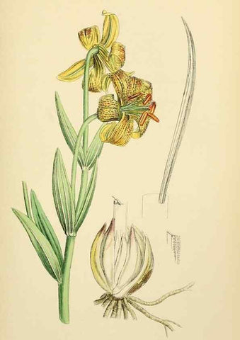 Reproducción/Reproduction 48754064932: English botany, or, Coloured figures of British plants /. London :R. Hardwicke,1863-1886.. 