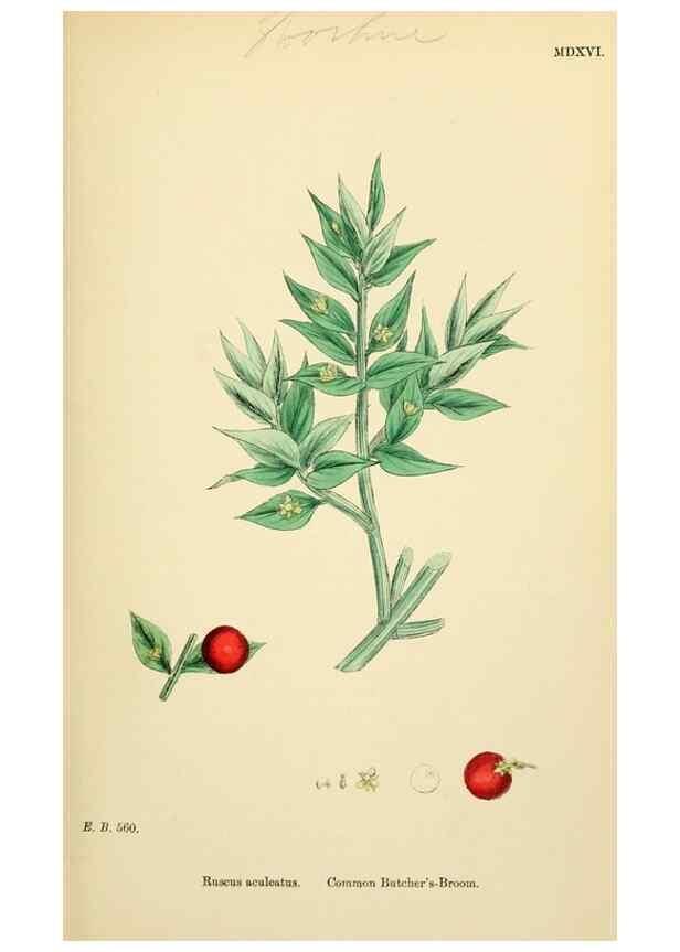 Reproducción/Reproduction 48753874341: English botany, or, Coloured figures of British plants /. London :R. Hardwicke,1863-1886.. 