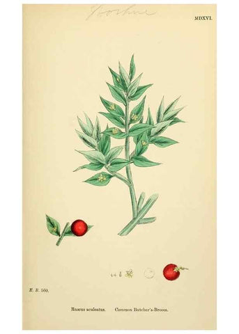 Reproducción/Reproduction 48753874341: English botany, or, Coloured figures of British plants /. London :R. Hardwicke,1863-1886.. 
