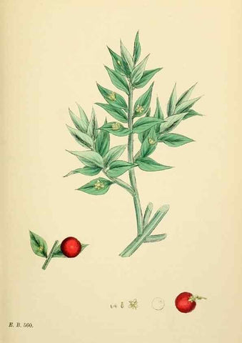Reproducción/Reproduction 48753874341: English botany, or, Coloured figures of British plants /. London :R. Hardwicke,1863-1886.. 