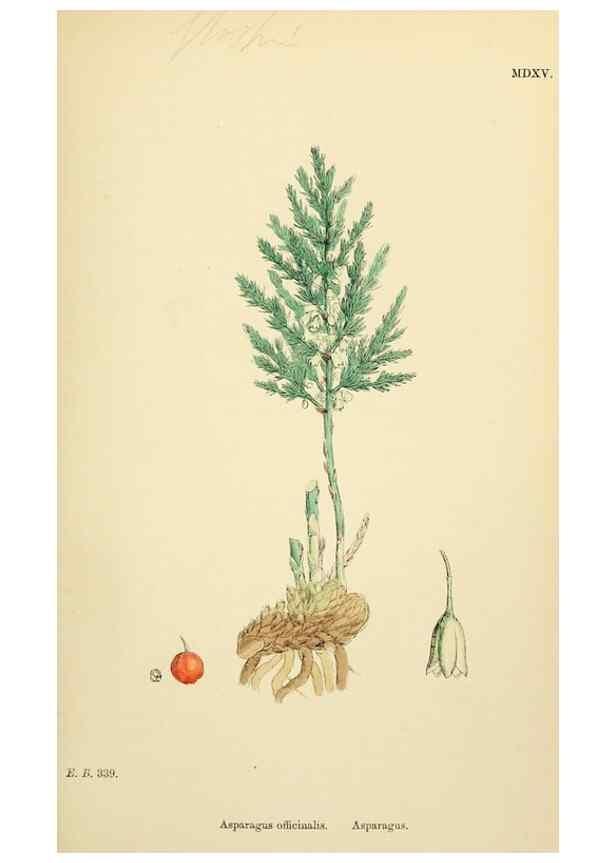 Reproducción/Reproduction 48753549403: English botany, or, Coloured figures of British plants /. London :R. Hardwicke,1863-1886.. 
