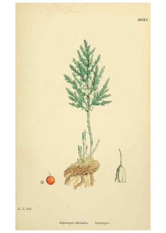 Reproducción/Reproduction 48753549403: English botany, or, Coloured figures of British plants /. London :R. Hardwicke,1863-1886.. 