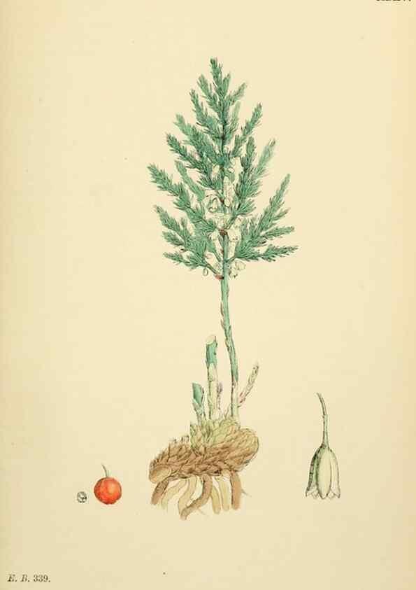 Reproducción/Reproduction 48753549403: English botany, or, Coloured figures of British plants /. London :R. Hardwicke,1863-1886.. 