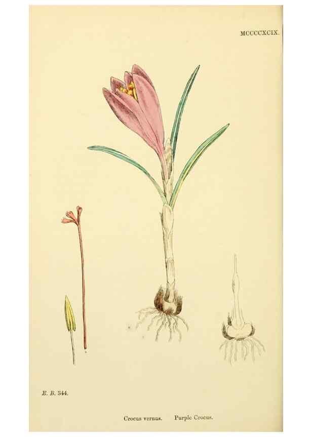 Reproducción/Reproduction 48754056167: English botany, or, Coloured figures of British plants /. London :R. Hardwicke,1863-1886.. 