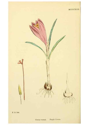 Reproducción/Reproduction 48754056167: English botany, or, Coloured figures of British plants /. London :R. Hardwicke,1863-1886.. 