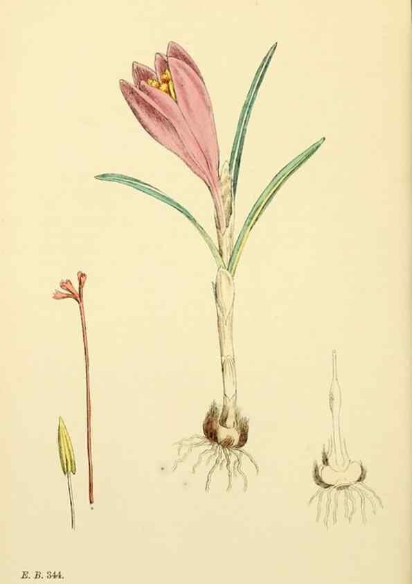 Reproducción/Reproduction 48754056167: English botany, or, Coloured figures of British plants /. London :R. Hardwicke,1863-1886.. 
