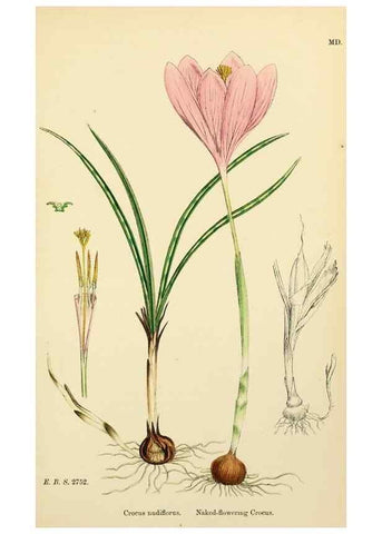 Reproducción/Reproduction 48754056362: English botany, or, Coloured figures of British plants /. London :R. Hardwicke,1863-1886.. 