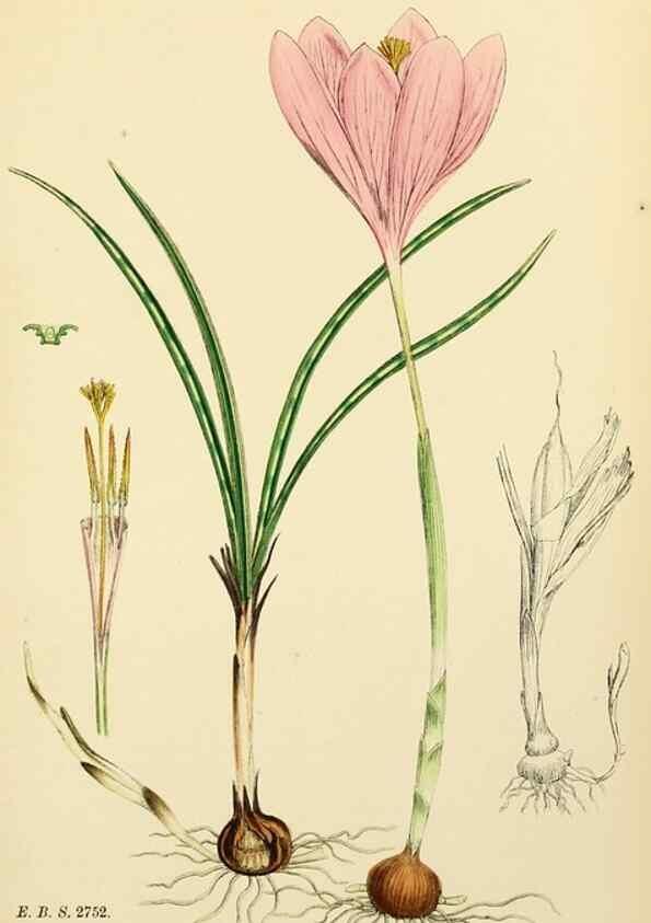 Reproducción/Reproduction 48754056362: English botany, or, Coloured figures of British plants /. London :R. Hardwicke,1863-1886.. 
