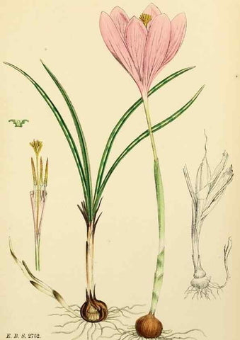 Reproducción/Reproduction 48754056362: English botany, or, Coloured figures of British plants /. London :R. Hardwicke,1863-1886.. 