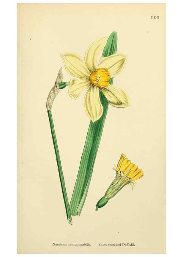 Reproducción/Reproduction 48754061462: English botany, or, Coloured figures of British plants /. London :R. Hardwicke,1863-1886.. 