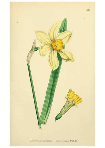 Reproducción/Reproduction 48754061462: English botany, or, Coloured figures of British plants /. London :R. Hardwicke,1863-1886.. 