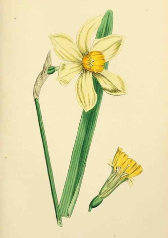Reproducción/Reproduction 48754061462: English botany, or, Coloured figures of British plants /. London :R. Hardwicke,1863-1886.. 
