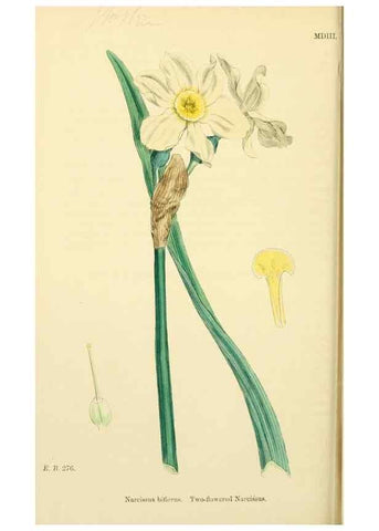 Reproducción/Reproduction 48753871286: English botany, or, Coloured figures of British plants /. London :R. Hardwicke,1863-1886.. 