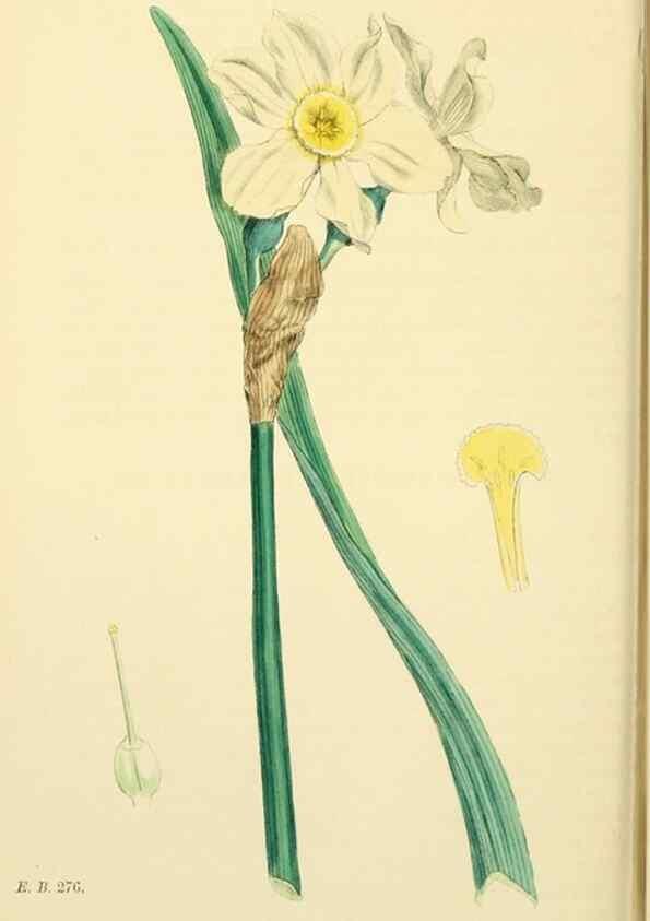 Reproducción/Reproduction 48753871286: English botany, or, Coloured figures of British plants /. London :R. Hardwicke,1863-1886.. 