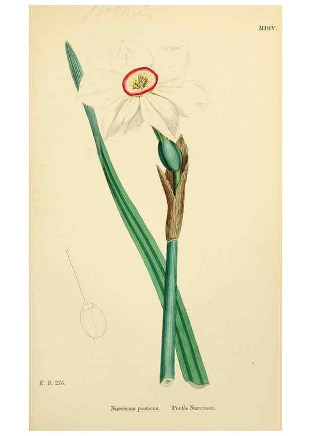 Reproducción/Reproduction 48753871561: English botany, or, Coloured figures of British plants /. London :R. Hardwicke,1863-1886.. 