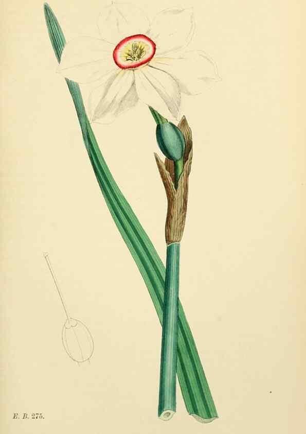 Reproducción/Reproduction 48753871561: English botany, or, Coloured figures of British plants /. London :R. Hardwicke,1863-1886.. 