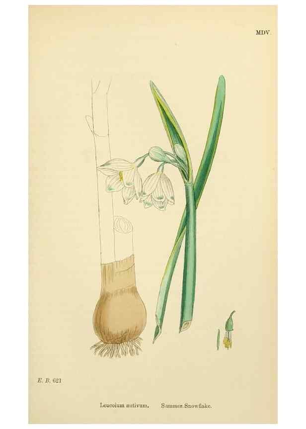 Reproducción/Reproduction 48754062272: English botany, or, Coloured figures of British plants /. London :R. Hardwicke,1863-1886.. 
