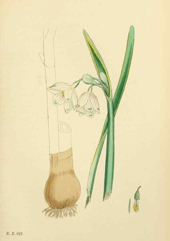 Reproducción/Reproduction 48754062272: English botany, or, Coloured figures of British plants /. London :R. Hardwicke,1863-1886.. 