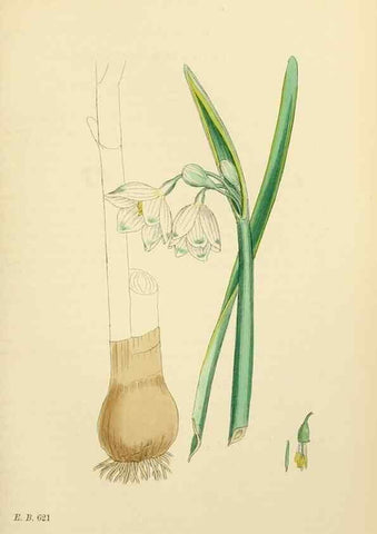 Reproducción/Reproduction 48754062272: English botany, or, Coloured figures of British plants /. London :R. Hardwicke,1863-1886.. 