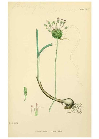 Reproducción/Reproduction 48753878341: English botany, or, Coloured figures of British plants /. London :R. Hardwicke,1863-1886.. 
