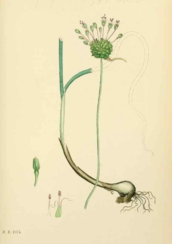 Reproducción/Reproduction 48753878341: English botany, or, Coloured figures of British plants /. London :R. Hardwicke,1863-1886.. 
