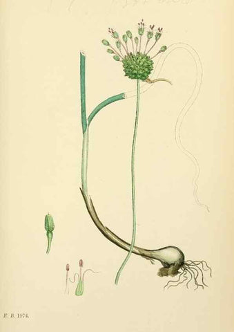 Reproducción/Reproduction 48753878341: English botany, or, Coloured figures of British plants /. London :R. Hardwicke,1863-1886.. 