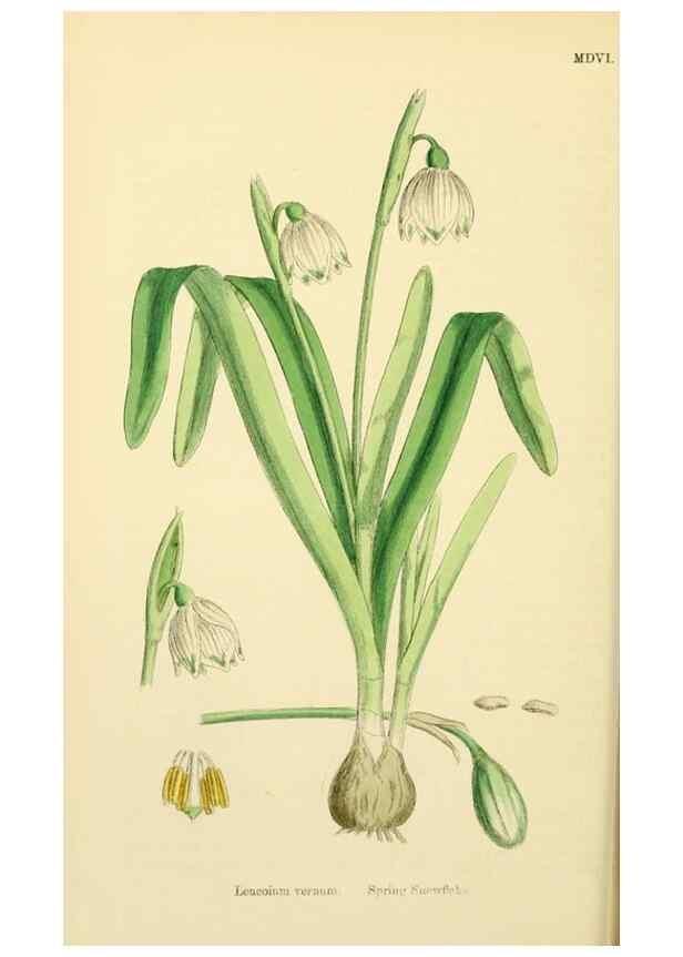 Reproducción/Reproduction 48754062537: English botany, or, Coloured figures of British plants /. London :R. Hardwicke,1863-1886.. 