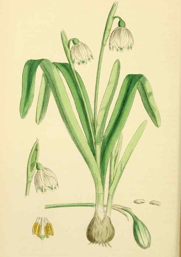 Reproducción/Reproduction 48754062537: English botany, or, Coloured figures of British plants /. London :R. Hardwicke,1863-1886.. 