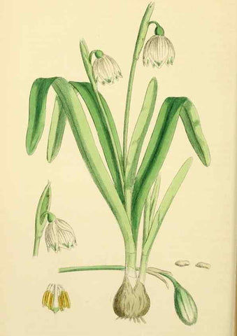 Reproducción/Reproduction 48754062537: English botany, or, Coloured figures of British plants /. London :R. Hardwicke,1863-1886.. 