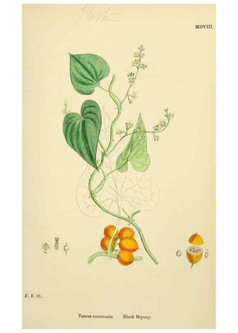 Reproducción/Reproduction 48753547893: English botany, or, Coloured figures of British plants /. London :R. Hardwicke,1863-1886.. 