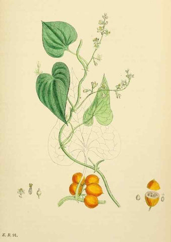 Reproducción/Reproduction 48753547893: English botany, or, Coloured figures of British plants /. London :R. Hardwicke,1863-1886.. 