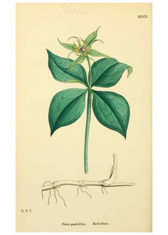 Reproducción/Reproduction 48754063267: English botany, or, Coloured figures of British plants /. London :R. Hardwicke,1863-1886.. 