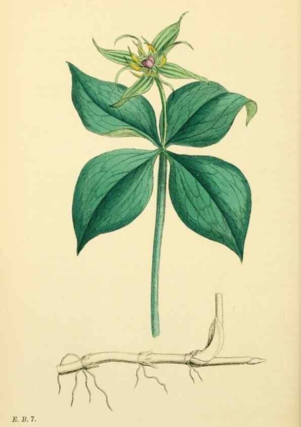 Reproducción/Reproduction 48754063267: English botany, or, Coloured figures of British plants /. London :R. Hardwicke,1863-1886.. 