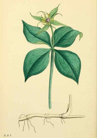 Reproducción/Reproduction 48754063267: English botany, or, Coloured figures of British plants /. London :R. Hardwicke,1863-1886.. 