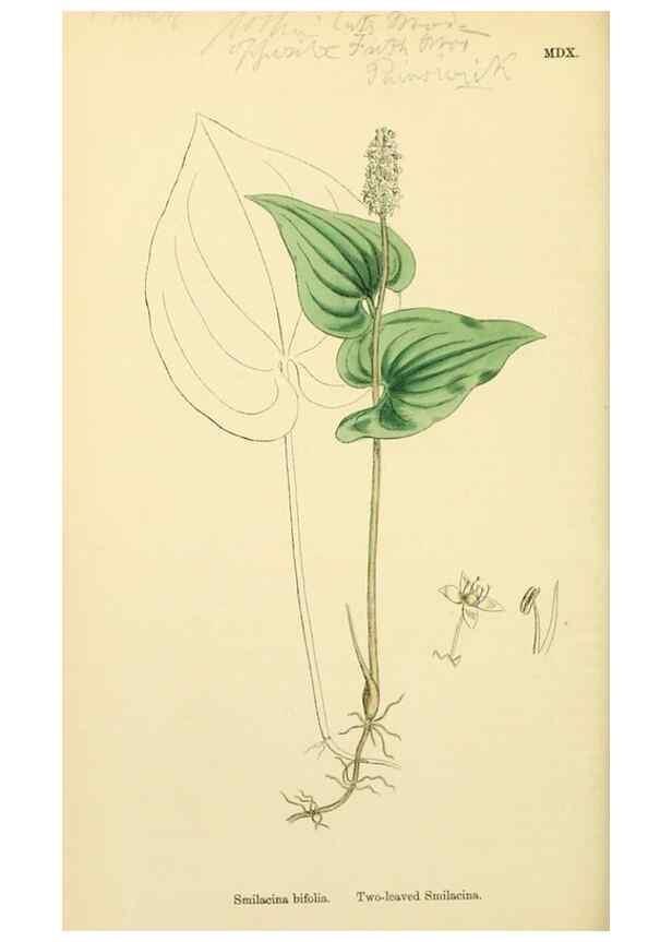 Reproducción/Reproduction 48753873021: English botany, or, Coloured figures of British plants /. London :R. Hardwicke,1863-1886.. 