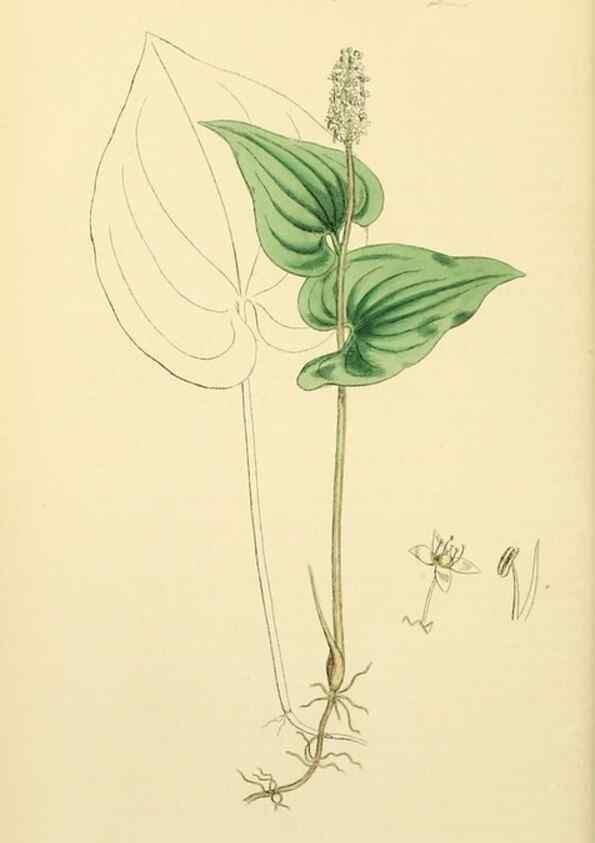 Reproducción/Reproduction 48753873021: English botany, or, Coloured figures of British plants /. London :R. Hardwicke,1863-1886.. 