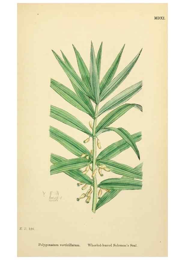 Reproducción/Reproduction 48753873266: English botany, or, Coloured figures of British plants /. London :R. Hardwicke,1863-1886.. 