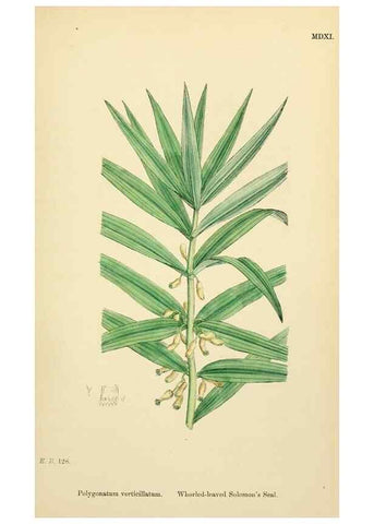 Reproducción/Reproduction 48753873266: English botany, or, Coloured figures of British plants /. London :R. Hardwicke,1863-1886.. 