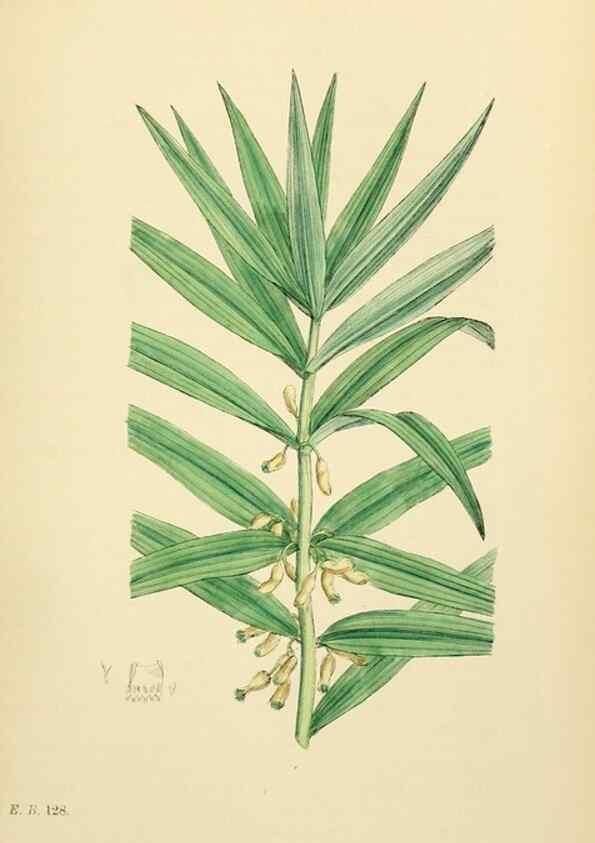 Reproducción/Reproduction 48753873266: English botany, or, Coloured figures of British plants /. London :R. Hardwicke,1863-1886.. 