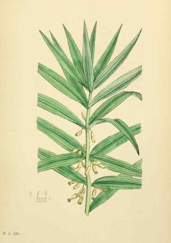 Reproducción/Reproduction 48753873266: English botany, or, Coloured figures of British plants /. London :R. Hardwicke,1863-1886.. 