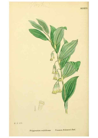 Reproducción/Reproduction 48753873541: English botany, or, Coloured figures of British plants /. London :R. Hardwicke,1863-1886.. 