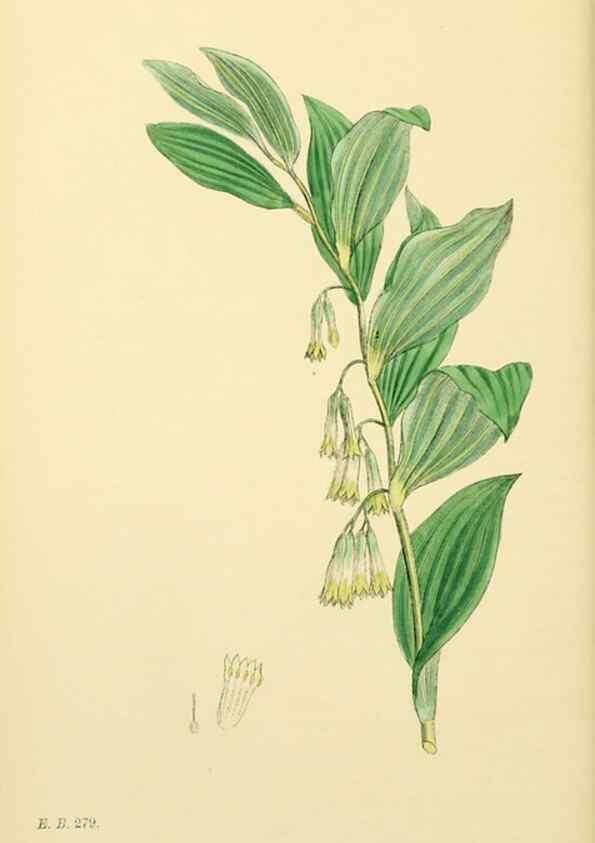 Reproducción/Reproduction 48753873541: English botany, or, Coloured figures of British plants /. London :R. Hardwicke,1863-1886.. 