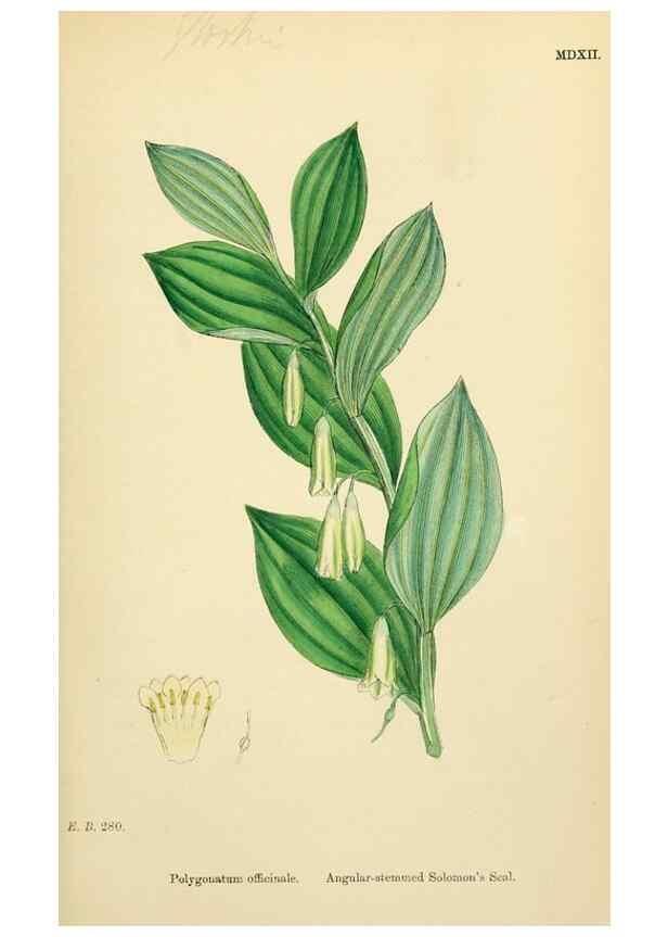 Reproducción/Reproduction 48753548988: English botany, or, Coloured figures of British plants /. London :R. Hardwicke,1863-1886.. 