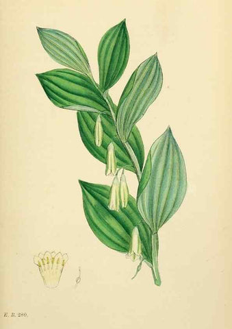 Reproducción/Reproduction 48753548988: English botany, or, Coloured figures of British plants /. London :R. Hardwicke,1863-1886.. 